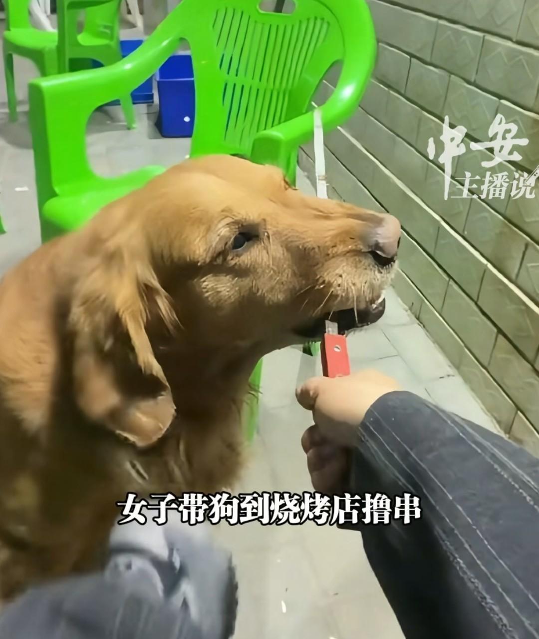 后续！给狗撸串女子跪求谅解: 账号被扒，老板发声，网友不买账