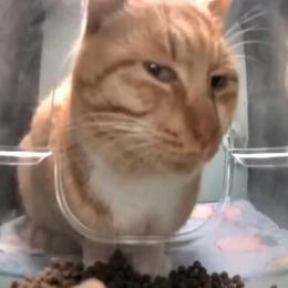 猫喵meme