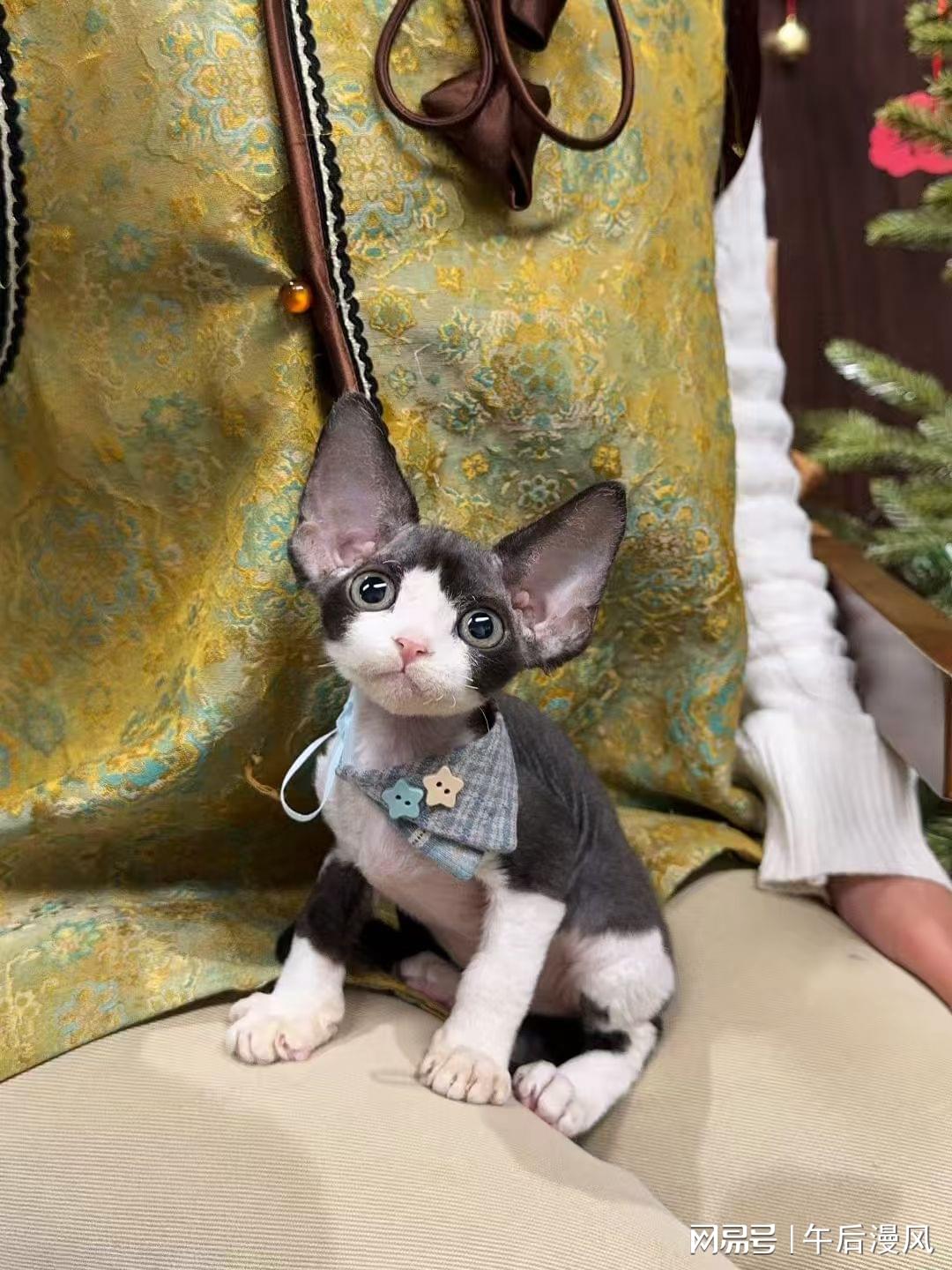 德文卷毛猫的「社交时差」：如何帮你的猫适应你的生活节奏