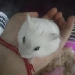 季顺潘