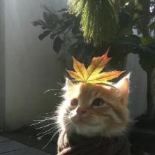 飞翔的荷兰豆