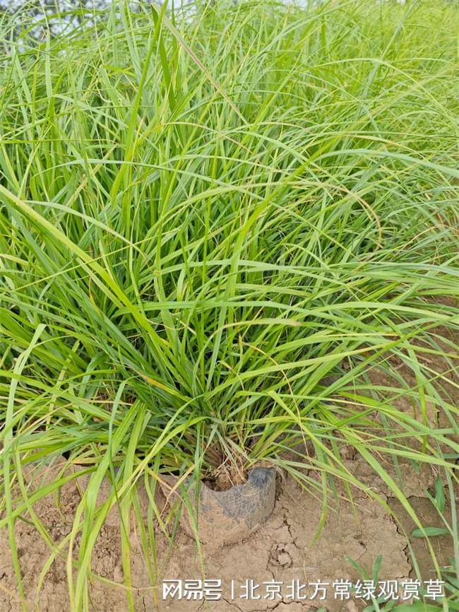 紫穗狼尾草-北京北方常绿苗圃拍摄
