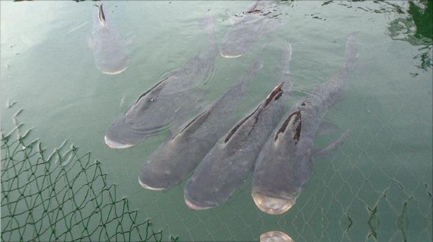 千岛湖的“两大难”：鲢鳙放养60多年，“保水鱼”究竟保住了啥？