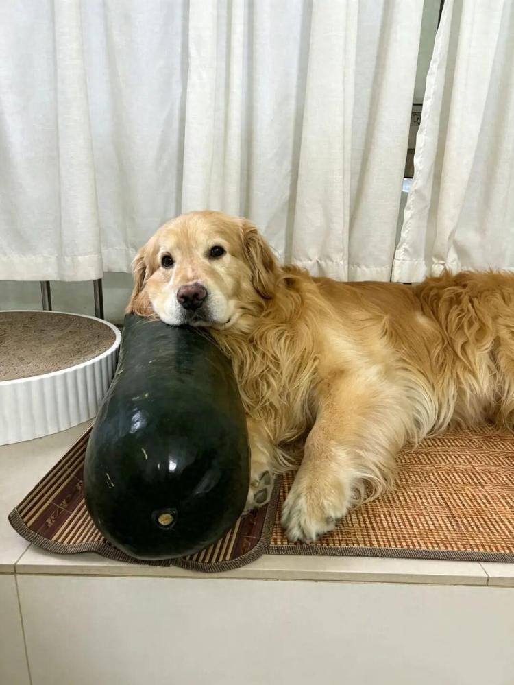 张女士家的金毛犬贴着冬瓜睡觉。受访者供图
