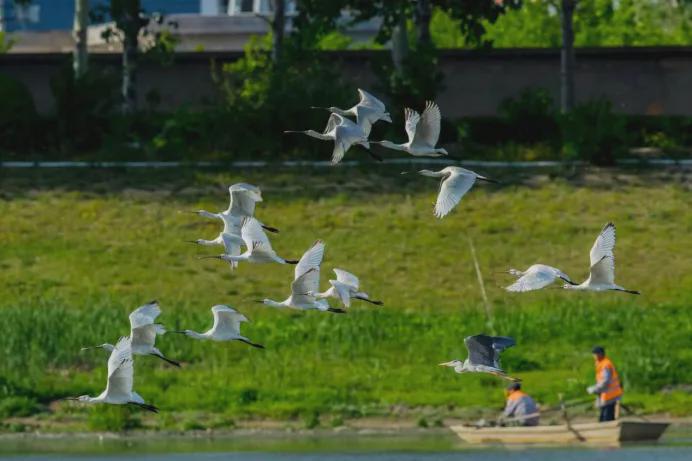 531种飞鸟用翅膀投票：北京，全球特大城市里的“生态顶流”