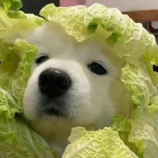 小擎呀