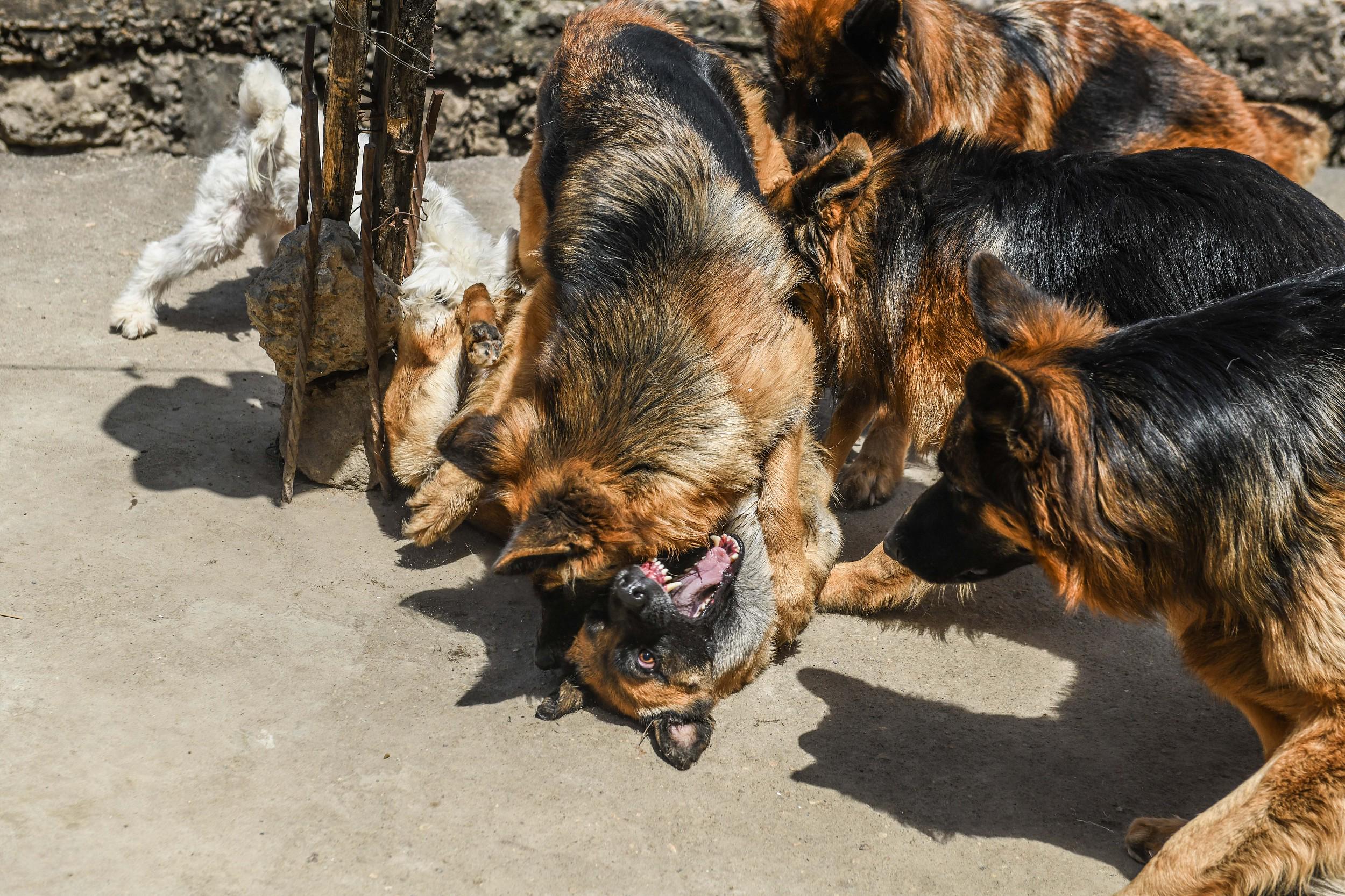 因邻里琐事，男子酒后心生报复，带6只大型烈性犬上门吵架，并唤使犬只扑咬对方，导致邻居被咬成重伤二级！涉事男子被指控犯故意伤害罪