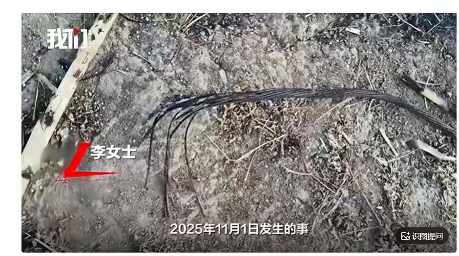 辽宁沈阳59岁男子放牛被高压线电击身亡，一审判决村委会赔偿10%