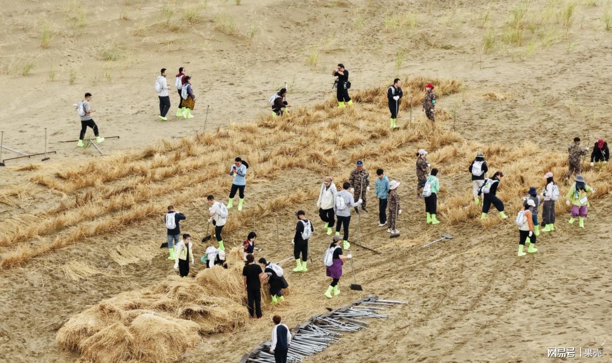 “树友”向种树人学习打草方格沙障