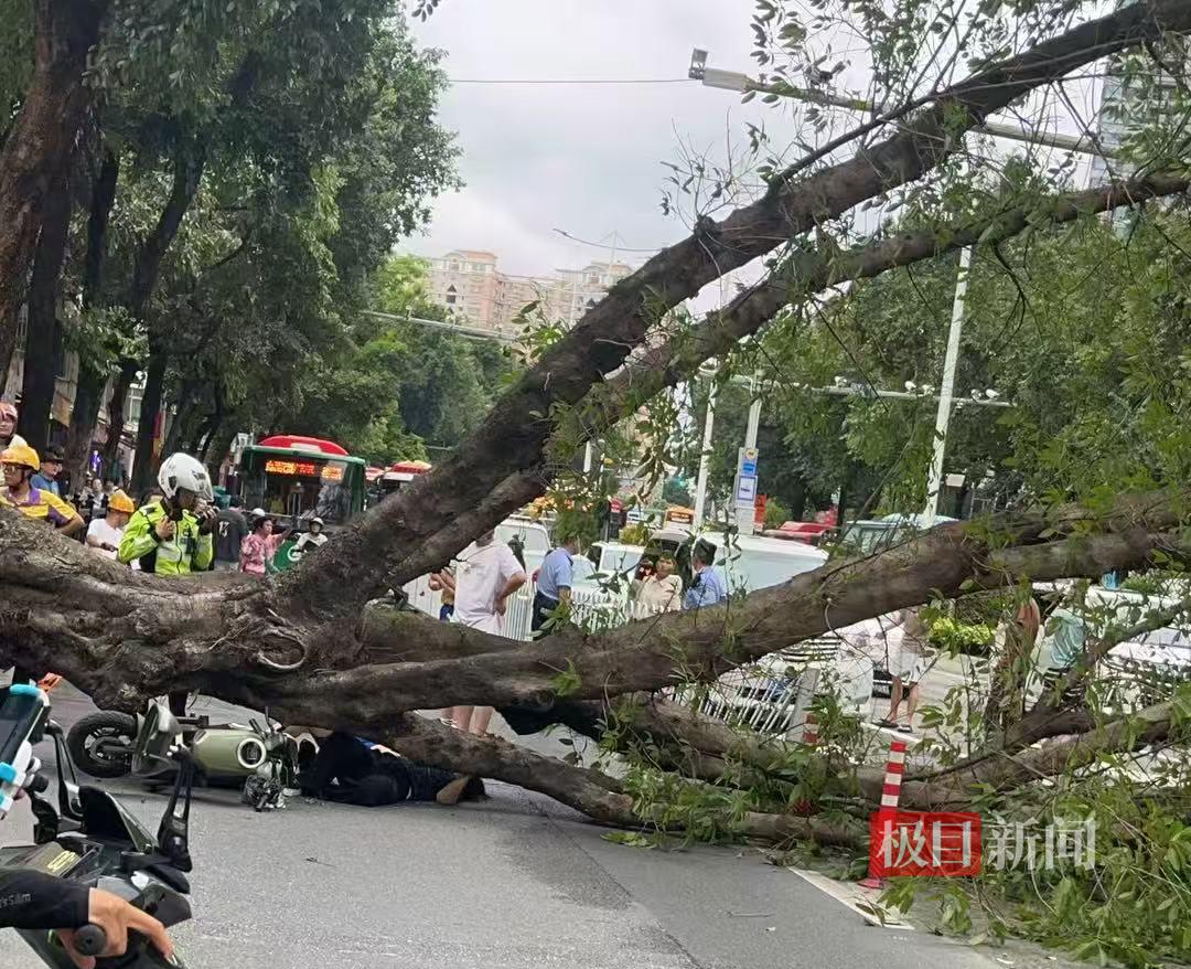 广州一棵大树突然倒伏砸中两人，当地回应：事故主要由强风导致，伤者无生命危险