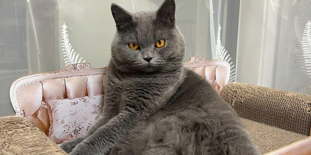 猫咪把胸贴当“战衣”，贴着招摇过市，把自己玩成了全网笑柄！