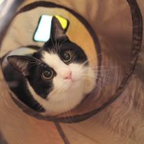 猫咪布西