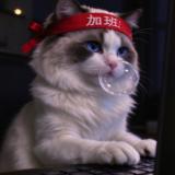 猫了个咪可爱
