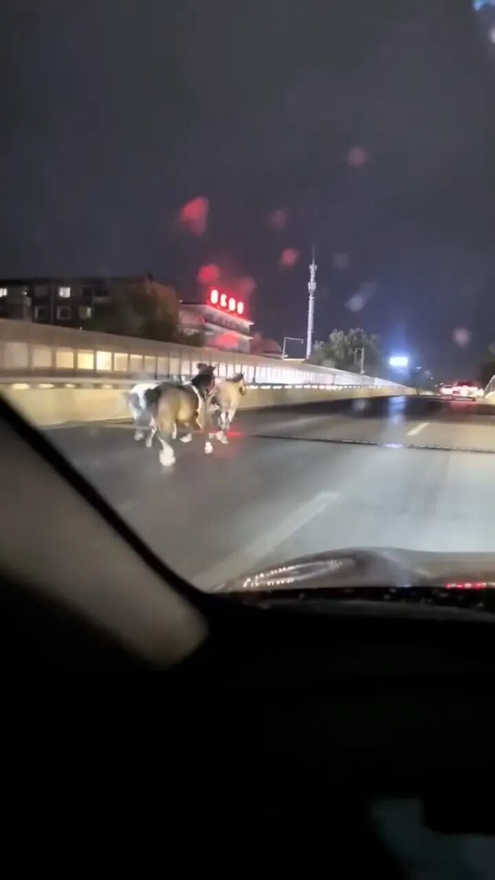 高架桥上三匹马在飞奔（视频截图）