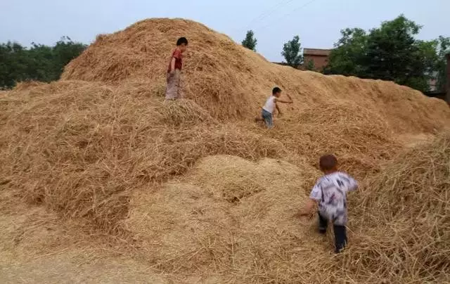 麦秸垛的读音图片