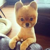 傲娇喵和忠诚狗