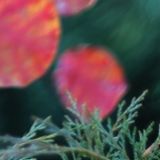 陶凯旋娱乐大咖