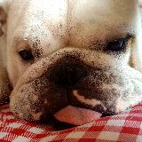 汉堡的游戏要闻