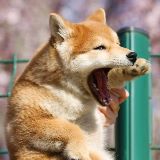 萌狗的搞笑日常