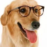 狗狗世界