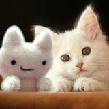 喵星人的喵星球