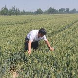 德州冬小麦