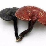 中科灵芝健康养生