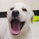 pel糖果果