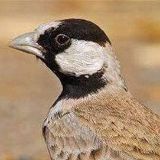 小苹果生活琐事