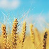 安安静子说娱乐