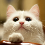 最后的玫瑰西子