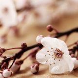 农夫三拳有点痛