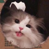 猩猩冰舌头