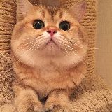 端午是只猫