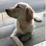 顽皮小狗