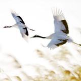 没有自由的闲云野鹤