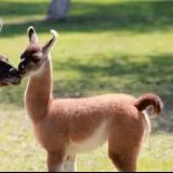 流浪狗领养救助站