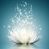 半瓣花上阅乾坤