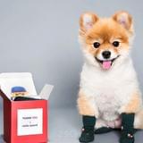 我和宠物那些事