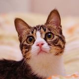 维诺家的猫鼠兔