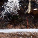 漂亮花朵大盛开