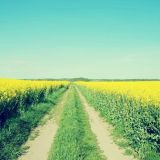 蓝帅的优良生活