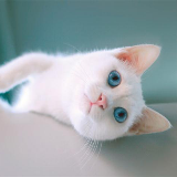 喵喵汪汪在一起