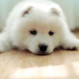 汪星人爱上喵星人