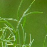 提起娱乐小分队