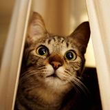 可爱的小猫小狗们