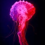 潮流易逝风格永存