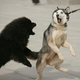 不正常宠物研究中心