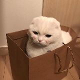 二十萝
