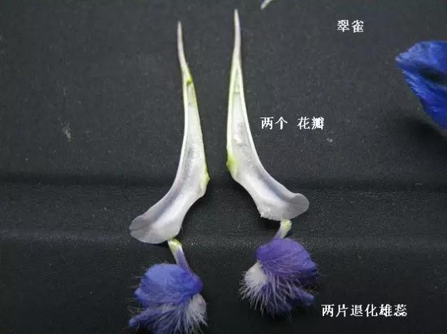 飞燕草属没有这两片退化雄蕊,花瓣2,合生;心皮1.